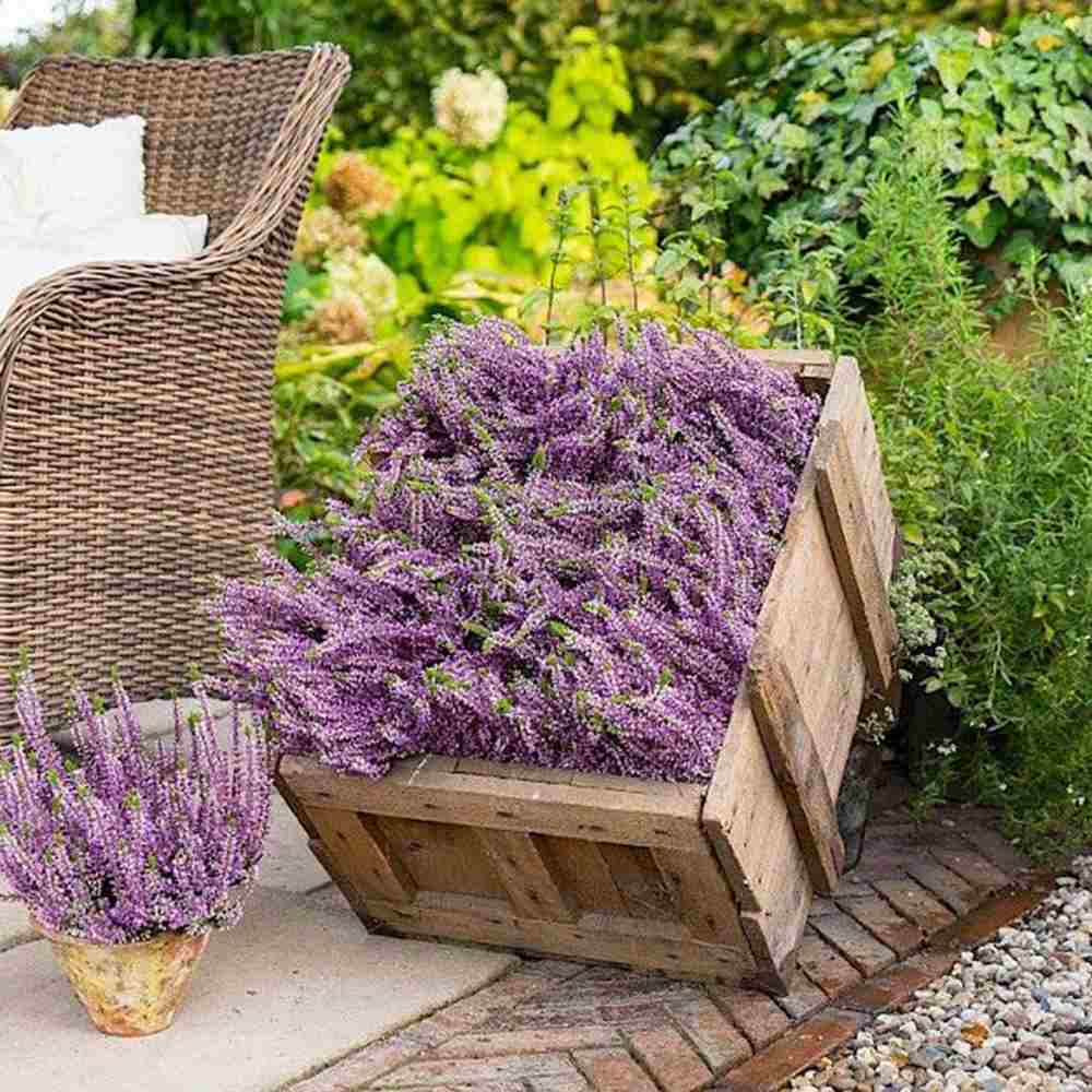 Lavanda de toamna (Calluna), iarba neagra Erica mov, planta de toamna rezistenta, vesnic verde
