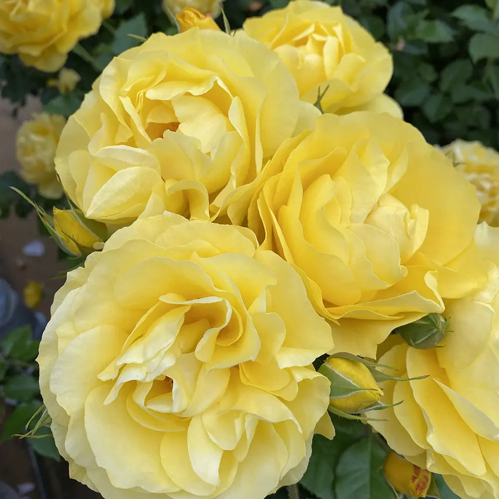 Trandafir Floribunda galben Here comes the Sun, cu inflorire repetata si premiat