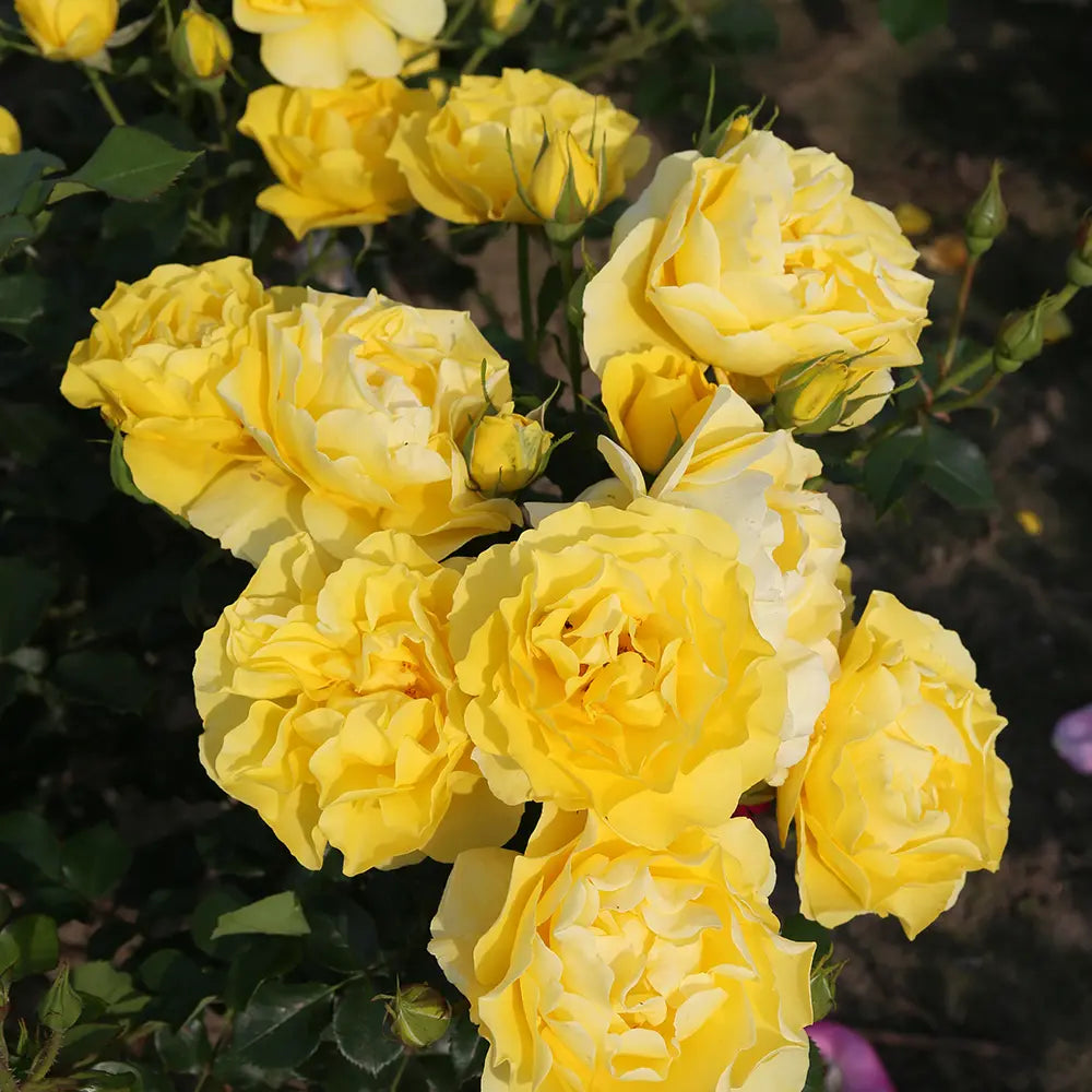 Trandafir Floribunda galben Here comes the Sun, cu inflorire repetata si premiat