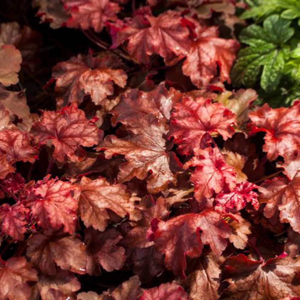 Clopotel purpuriu burgundiu (Heuchera) Chateau Rouge, acoperitor de sol, planta perena cu frunze rosii ornamentale si inflorire de vara