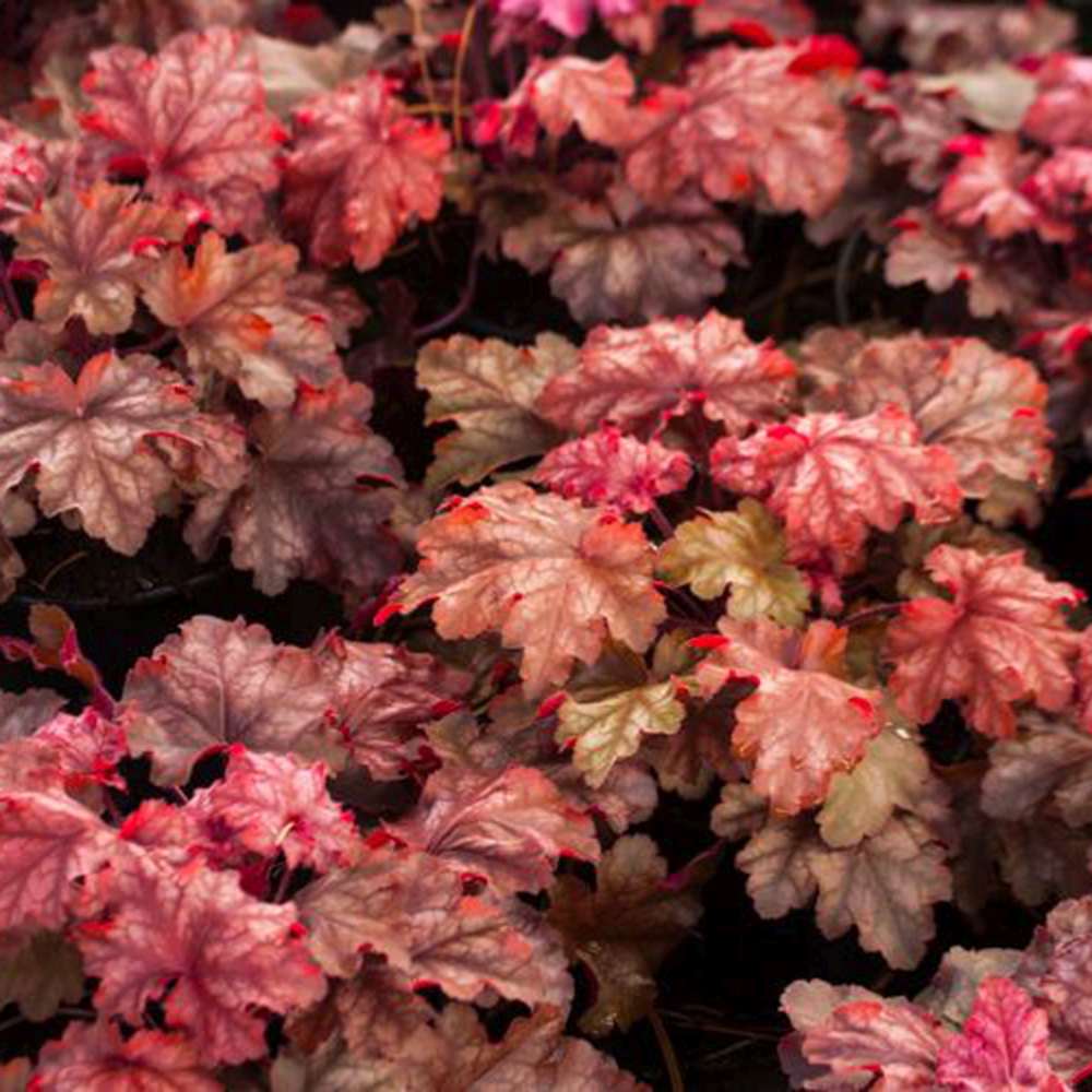 Clopotel purpuriu burgundiu (Heuchera) Chateau Rouge, acoperitor de sol, planta perena cu frunze rosii ornamentale si inflorire de vara