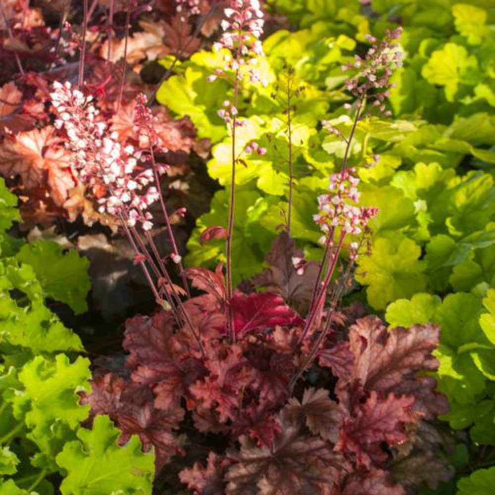 Clopotel purpuriu burgundiu (Heuchera) Chateau Rouge, acoperitor de sol, planta perena cu frunze rosii ornamentale si inflorire de vara