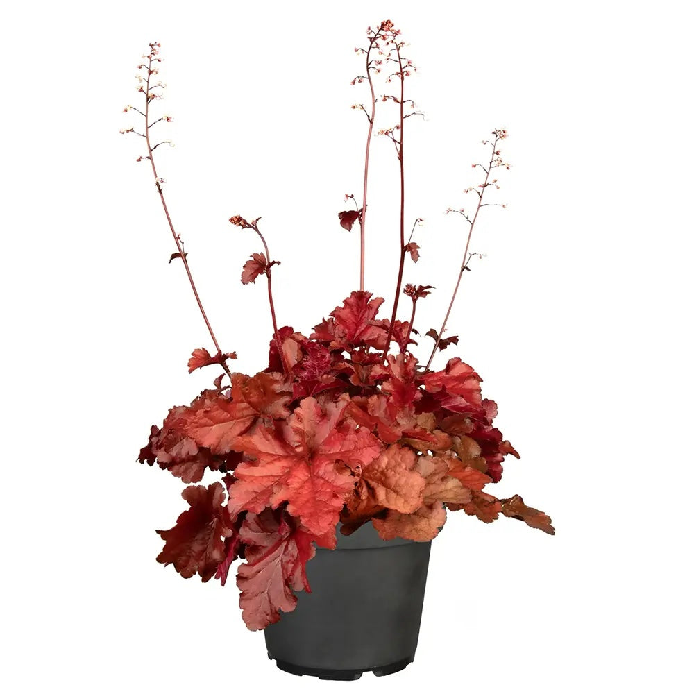 Clopotel purpuriu burgundiu (Heuchera) Chateau Rouge, acoperitor de sol, planta perena cu frunze rosii ornamentale si inflorire de vara