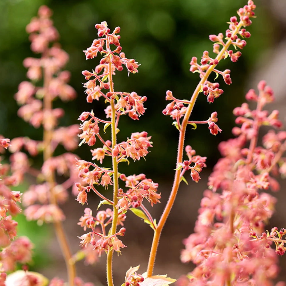 Clopotel purpuriu maro-caramel (Heuchera) Frosted Flame, frunze rosu-purpurii, semiumbra sau umbra