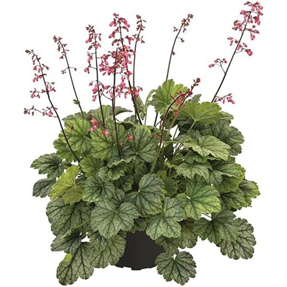 Clopotel purpuriu burgundiu (Heuchera) Mint Marquess, acoperitor de sol, planta perena cu frunze verzi ornamentale si flori rosii