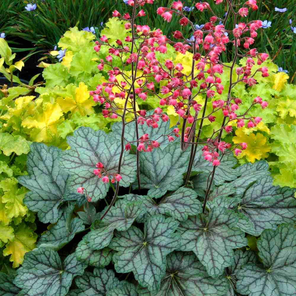 Clopotel purpuriu burgundiu (Heuchera) Mint Marquess, acoperitor de sol, planta perena cu frunze verzi ornamentale si flori rosii