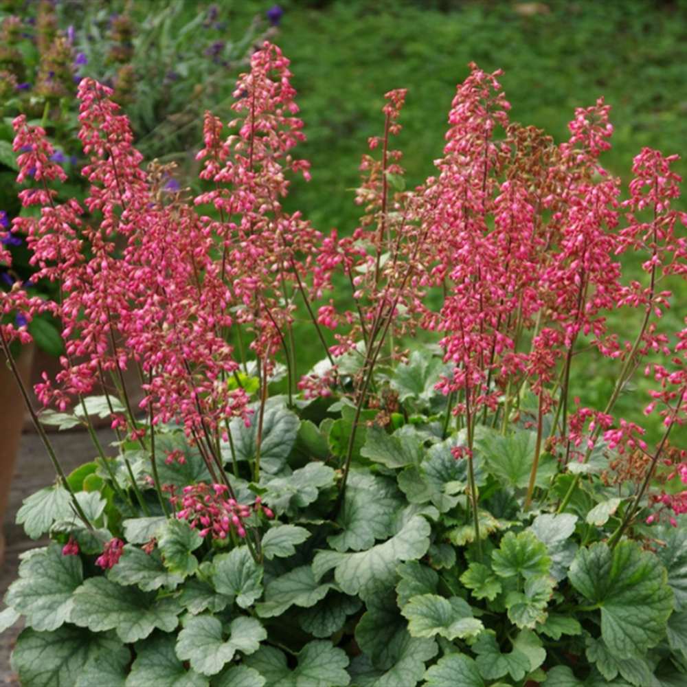 Clopotel purpuriu burgundiu (Heuchera) Mint Marquess, acoperitor de sol, planta perena cu frunze verzi ornamentale si flori rosii