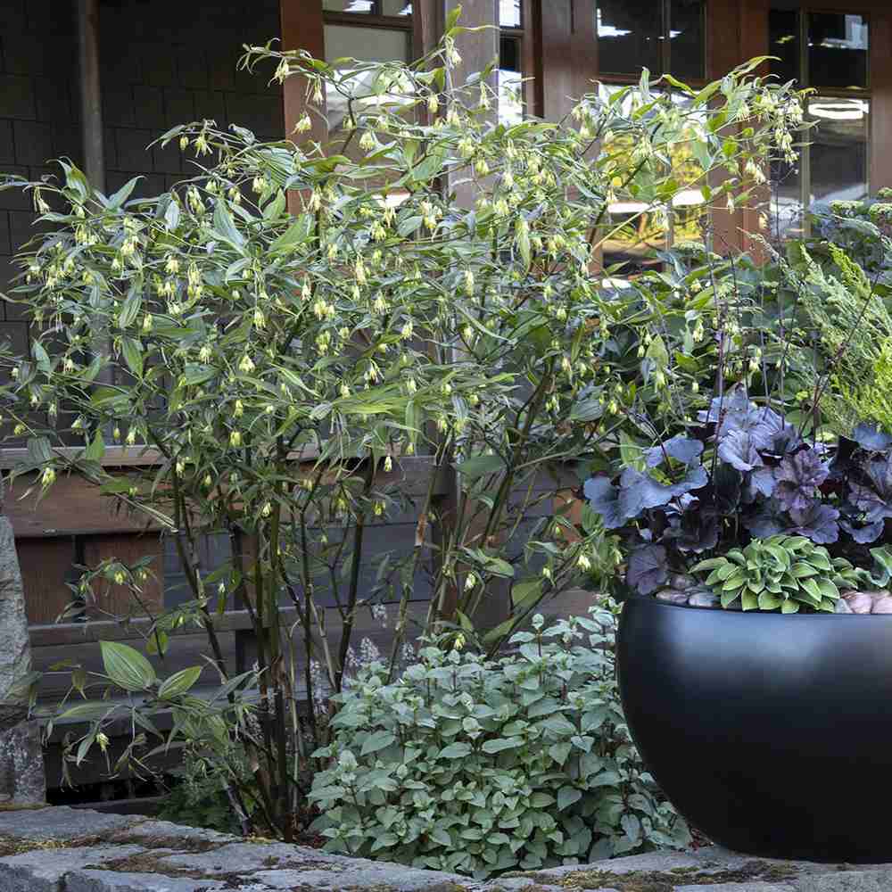 Clopotel purpuriu burgundiu (Heuchera) Obsidian, acoperitor de sol, planta perena decorativa cu frunze negre persistente si inflorire vara