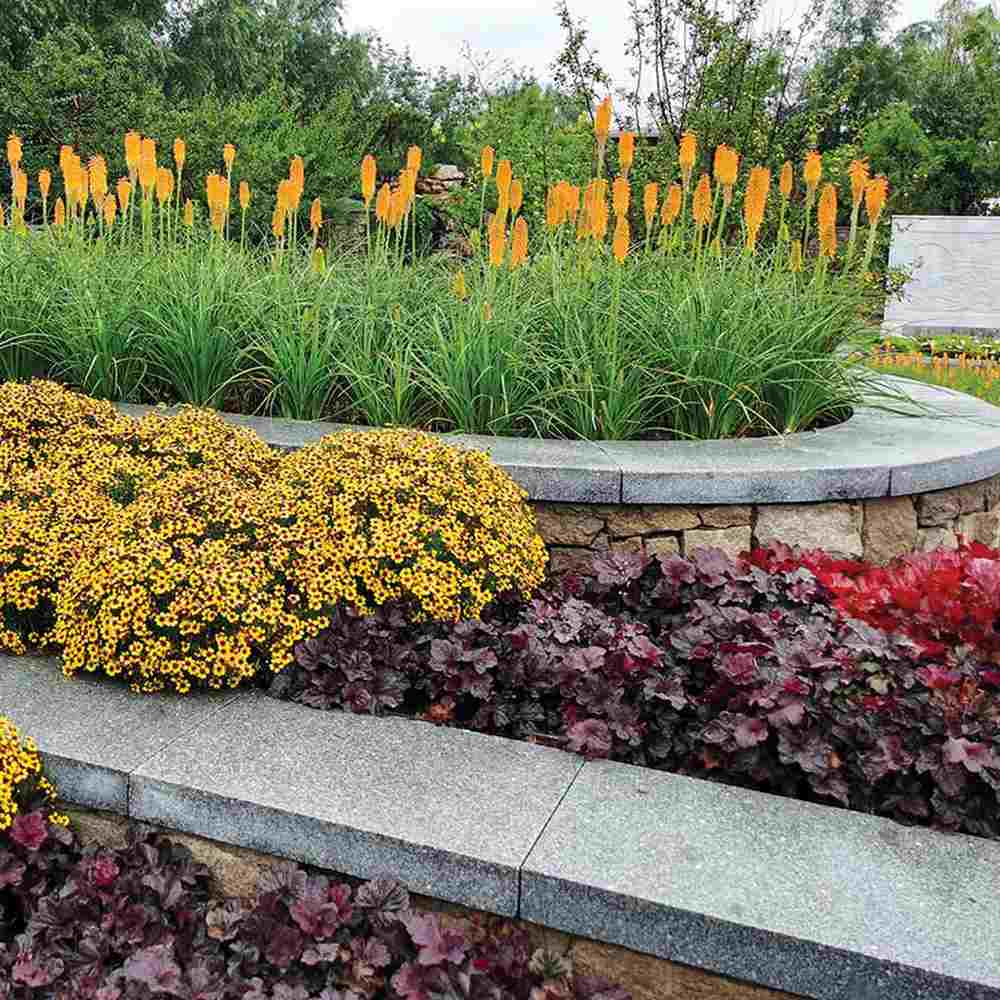 Clopotel purpuriu burgundiu (Heuchera) Obsidian, acoperitor de sol, planta perena decorativa cu frunze negre persistente si inflorire vara