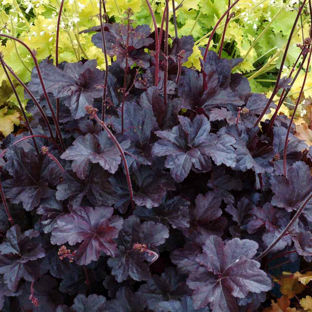 Clopotel purpuriu burgundiu (Heuchera) Obsidian, acoperitor de sol, planta perena decorativa cu frunze negre persistente si inflorire vara