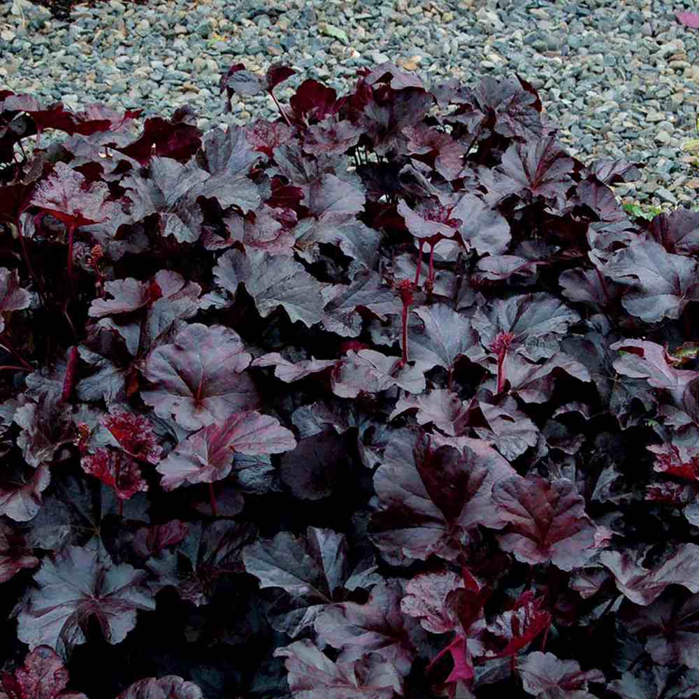 Clopotel purpuriu burgundiu (Heuchera) Obsidian, acoperitor de sol, planta perena decorativa cu frunze negre persistente si inflorire vara