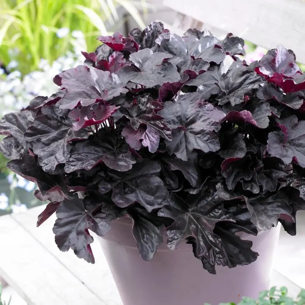 Clopotel purpuriu burgundiu (Heuchera) Obsidian, acoperitor de sol, planta perena decorativa cu frunze negre persistente si inflorire vara