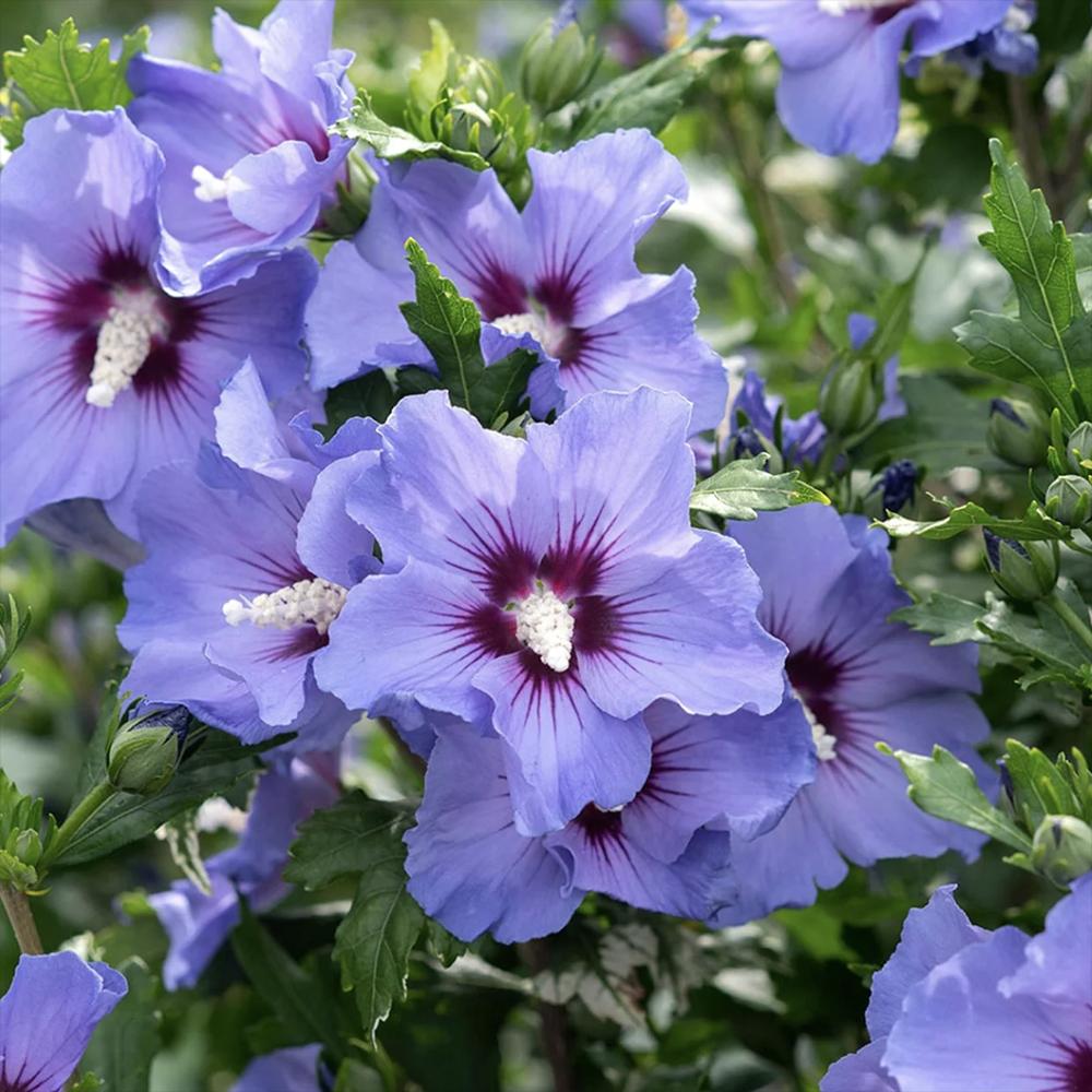 Hibiscus syriacus Marina, arbust decorativ cu flori albastre- lavanda, rezistent frig
