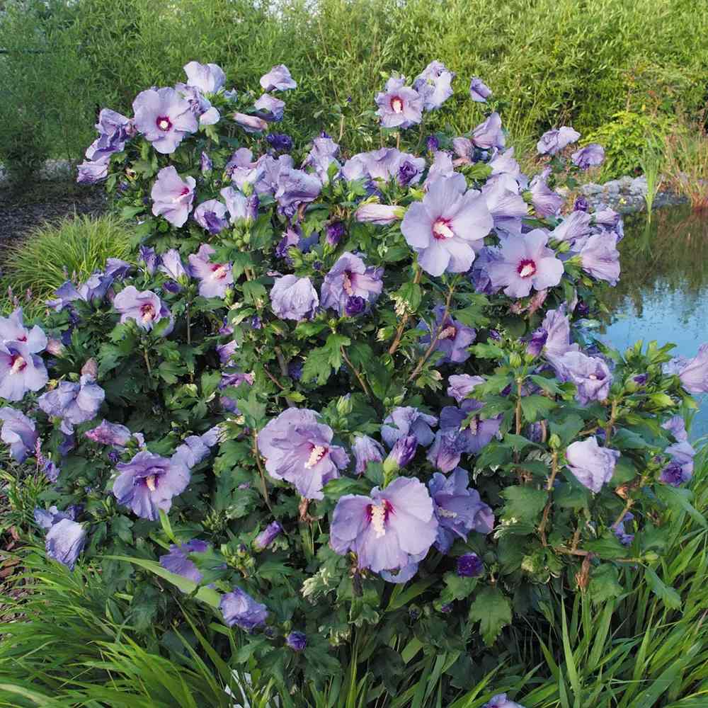 Hibiscus syriacus Marina, arbust decorativ cu flori albastre- lavanda, rezistent frig