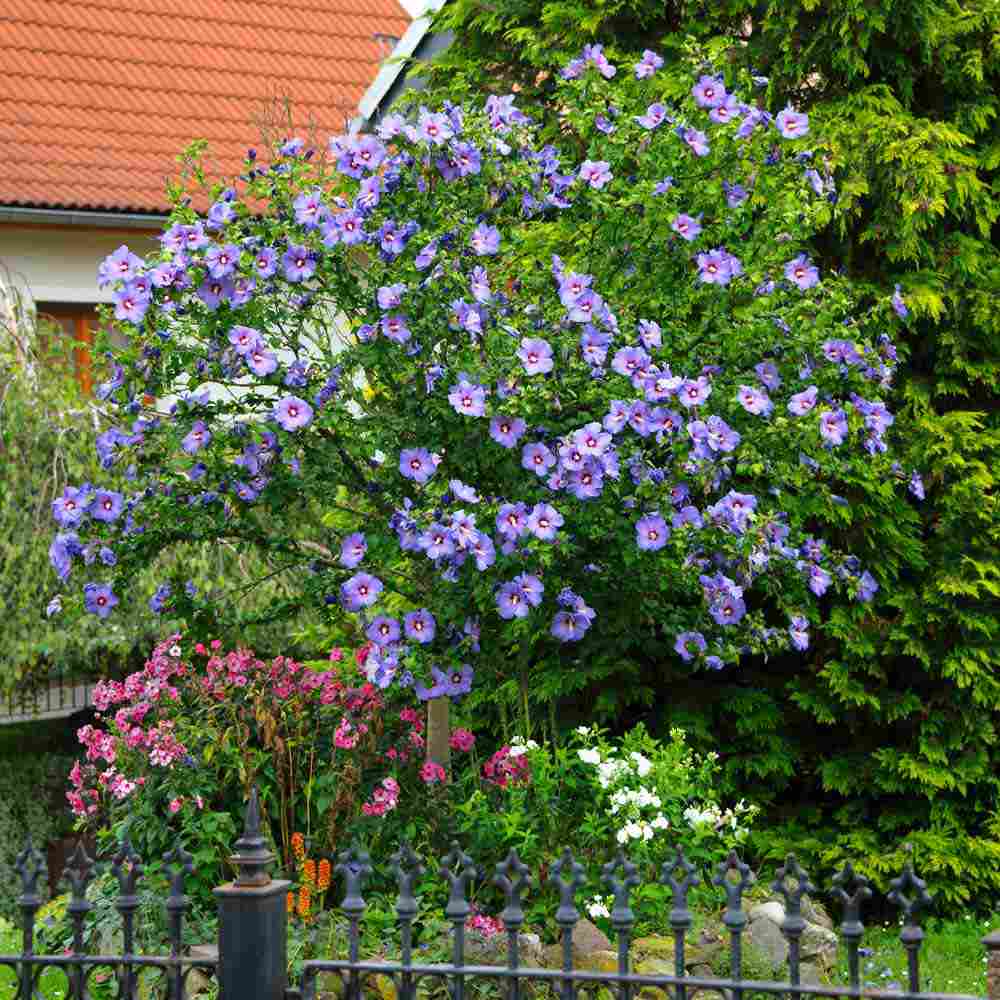 Hibiscus syriacus Marina, arbust decorativ cu flori albastre- lavanda, rezistent frig
