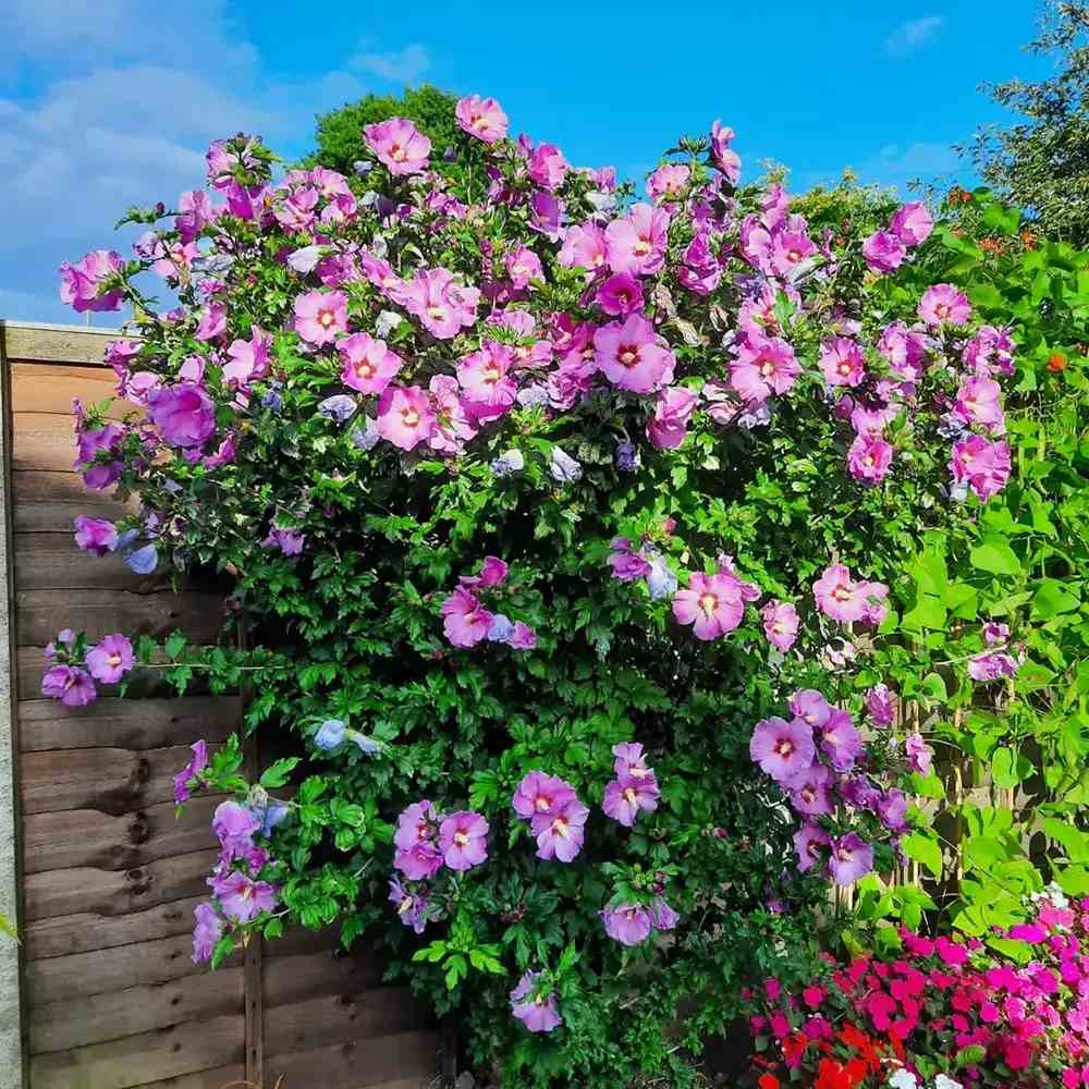 Hibiscus Woodbridge, arbust cu flori roz intens rezistent la frig si inflorire vara