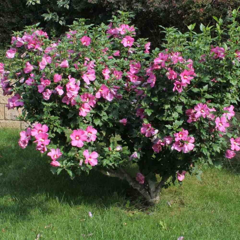 Hibiscus Woodbridge, arbust cu flori roz intens rezistent la frig si inflorire vara
