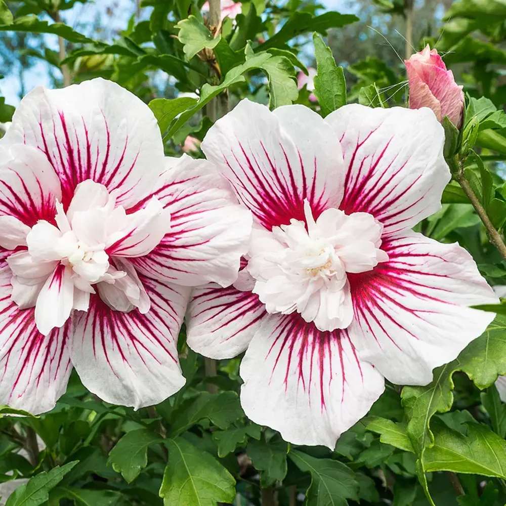 Hibiscus syriacus Starbust Chiffon, arbust decorativ cu flori duble roz- mov