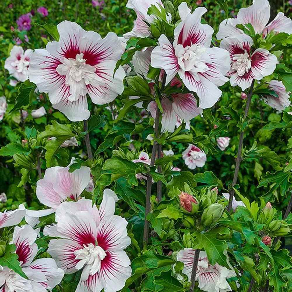 Hibiscus syriacus Starbust Chiffon, arbust decorativ cu flori duble roz- mov