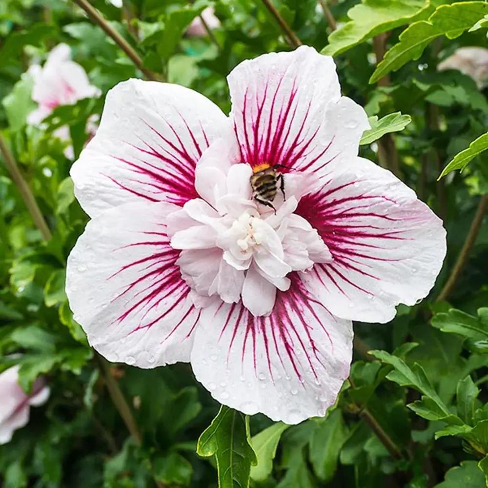 Hibiscus syriacus Starbust Chiffon, arbust decorativ cu flori duble roz- mov