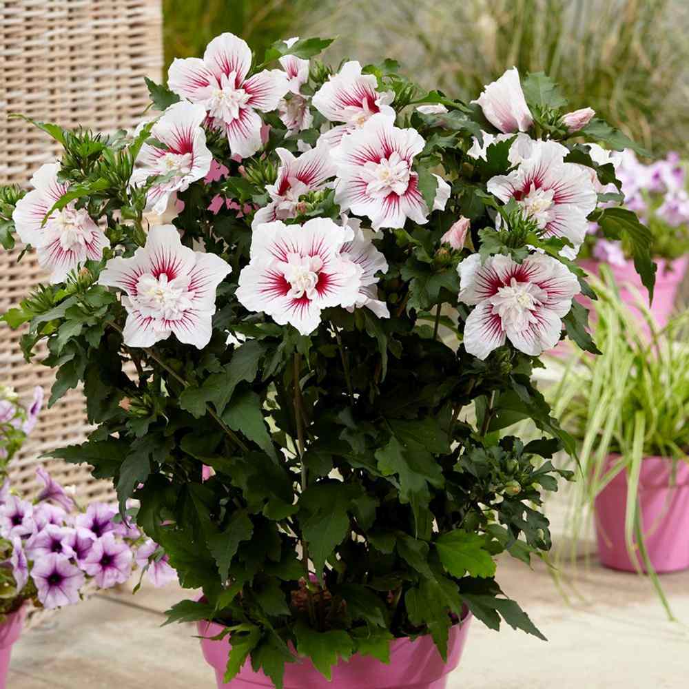 Hibiscus syriacus Starbust Chiffon, arbust decorativ cu flori duble roz- mov