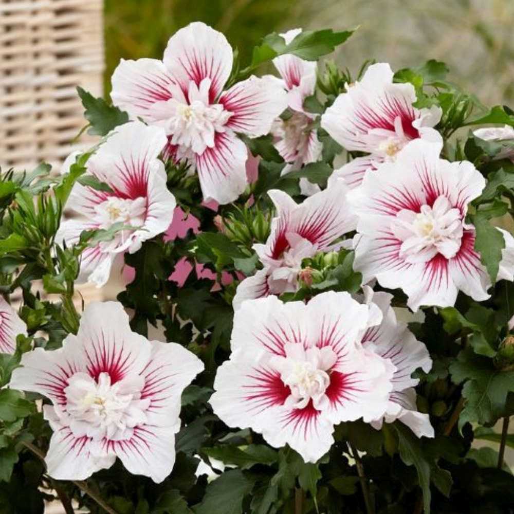 Hibiscus syriacus Starbust Chiffon, arbust decorativ cu flori duble roz- mov
