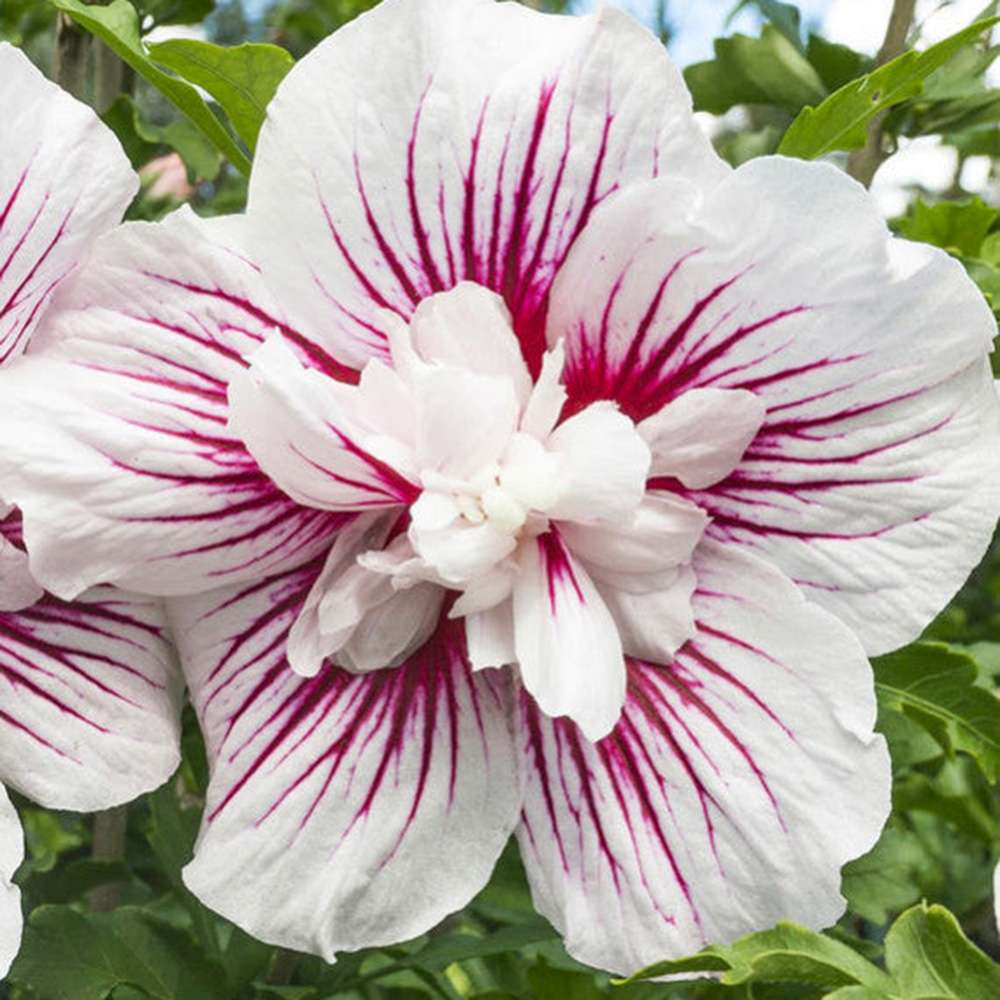 Hibiscus syriacus Starbust Chiffon, arbust decorativ cu flori duble roz- mov
