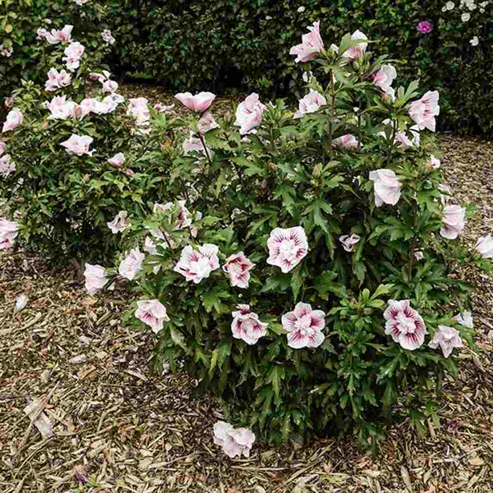 Hibiscus syriacus Starbust Chiffon, arbust decorativ cu flori duble roz- mov