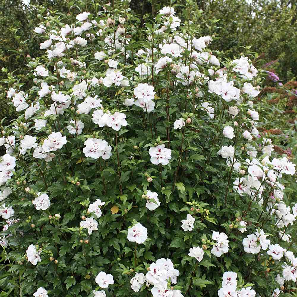 Hibiscus syriacus Speciosus, arbust cu flori albe cu inima rosie, rezistent frig si inflorire lunga