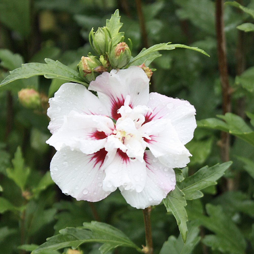 Hibiscus syriacus Speciosus, arbust cu flori albe cu inima rosie, rezistent frig si inflorire lunga