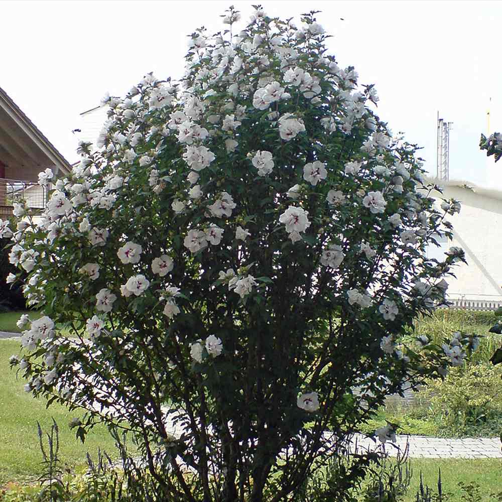 Hibiscus syriacus Speciosus, arbust cu flori albe cu inima rosie, rezistent frig si inflorire lunga