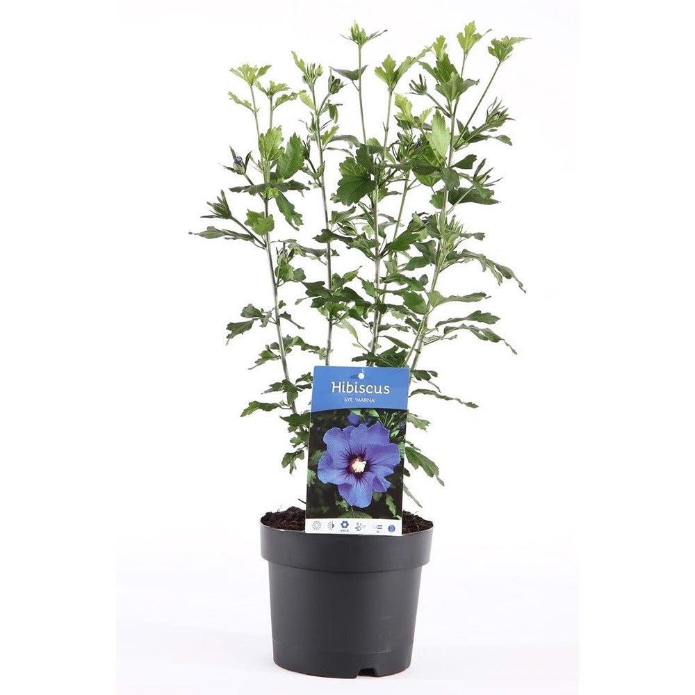 Hibiscus syriacus Marina, arbust decorativ cu flori albastre- lavanda, rezistent frig