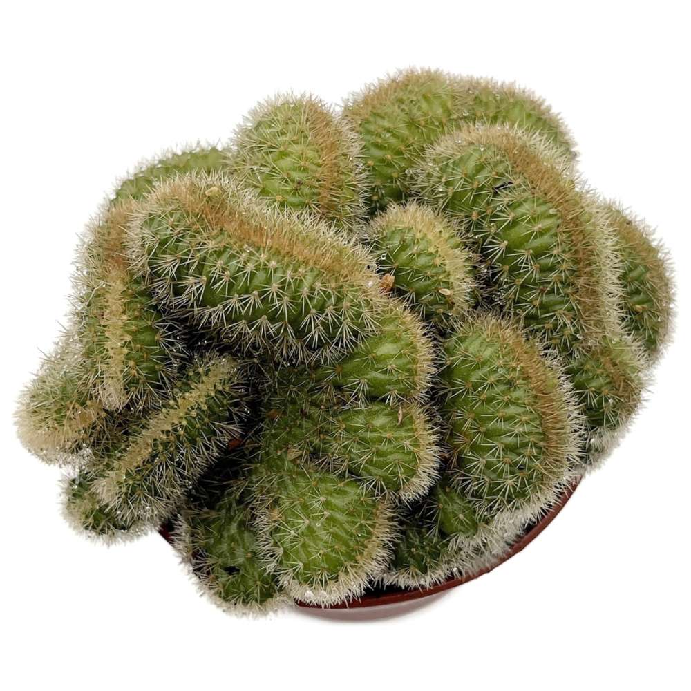 Cactus Coada de Maimuta Crestata (Hildewintera Aureispina Cristata), 20 cm, planta de interior decorativa, forma unica