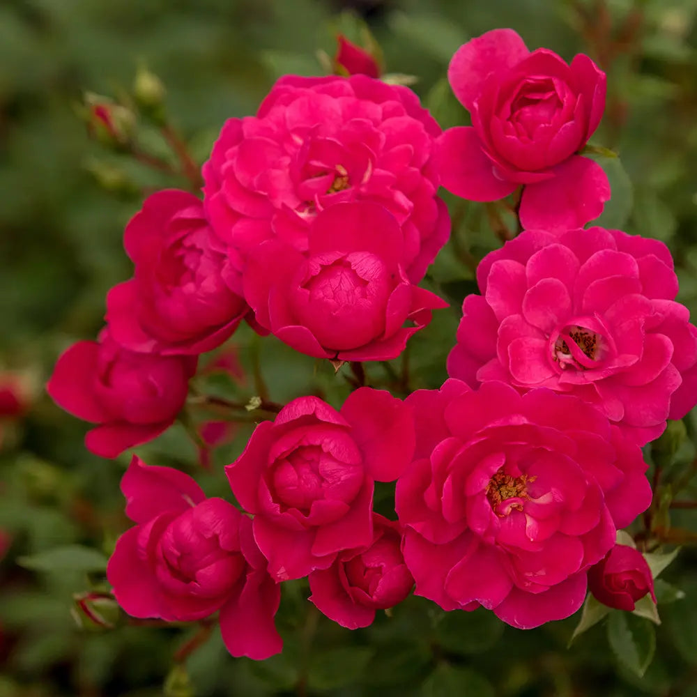 Trandafir tarator roz-magenta Hobby, cu inflorire repetata