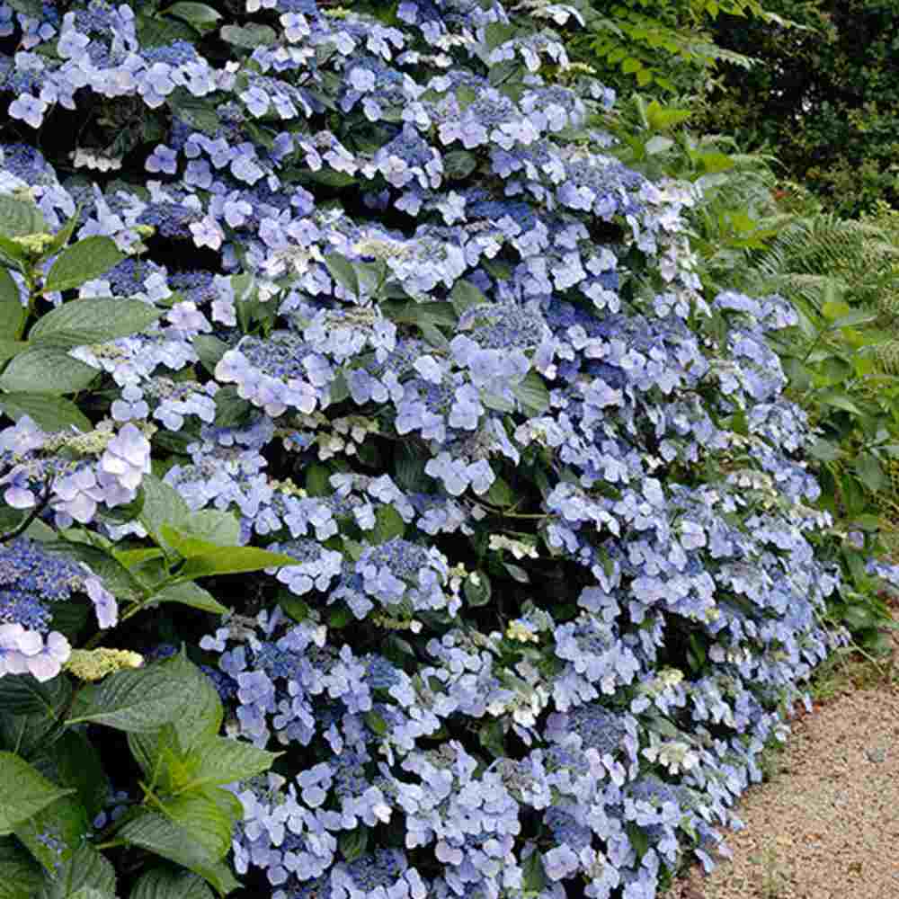 Hortensie albastra Hydrangea macrophylla Mariesii Perfecta Blue Wave, flori decorative, tufis ornamental, rezistenta la ger