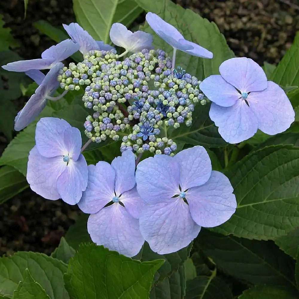 Hortensie albastra Hydrangea macrophylla Mariesii Perfecta Blue Wave, flori decorative, tufis ornamental, rezistenta la ger