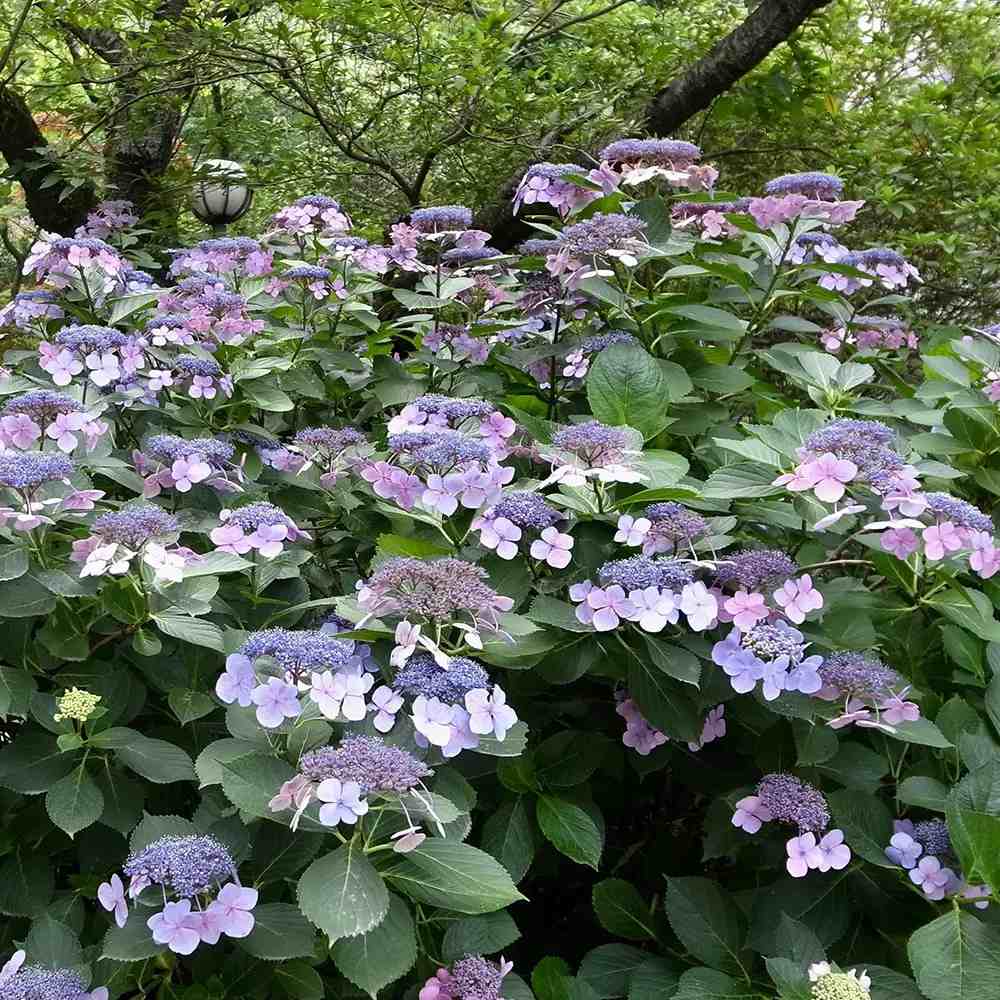 Hortensie albastra Hydrangea macrophylla Mariesii Perfecta Blue Wave, flori decorative, tufis ornamental, rezistenta la ger