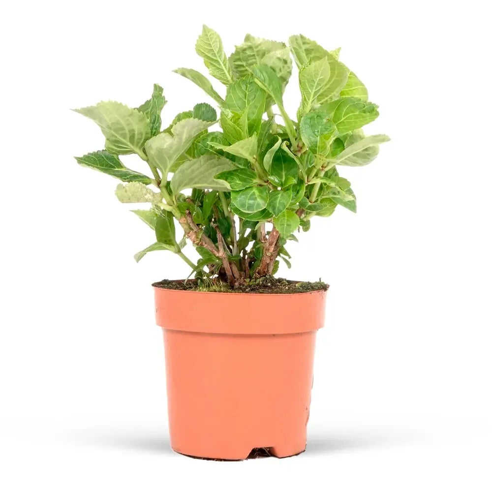 Hortensie albastra Hydrangea macrophylla Mariesii Perfecta Blue Wave, flori decorative, tufis ornamental, rezistenta la ger