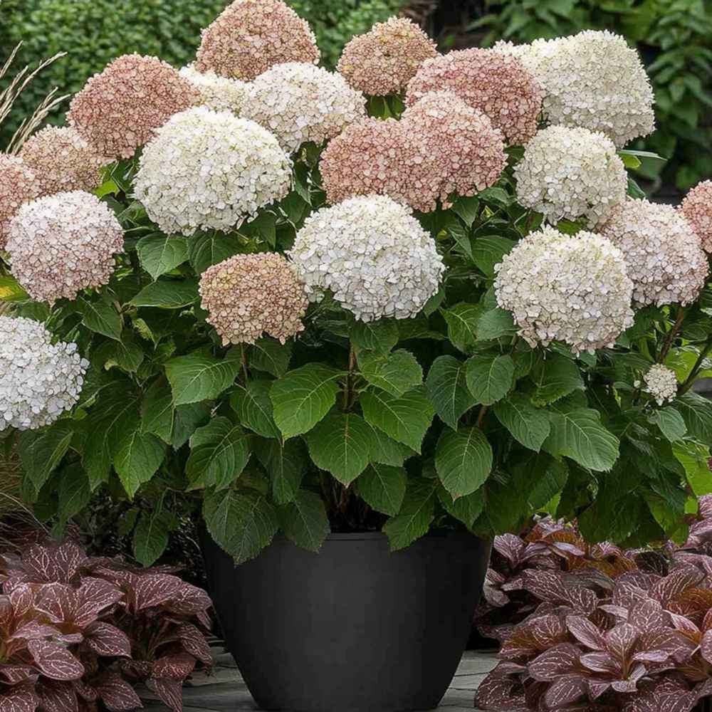 Hortensia Candybelle Marshmallow, flori mari roz-alb pastelate, rezistenta la ger