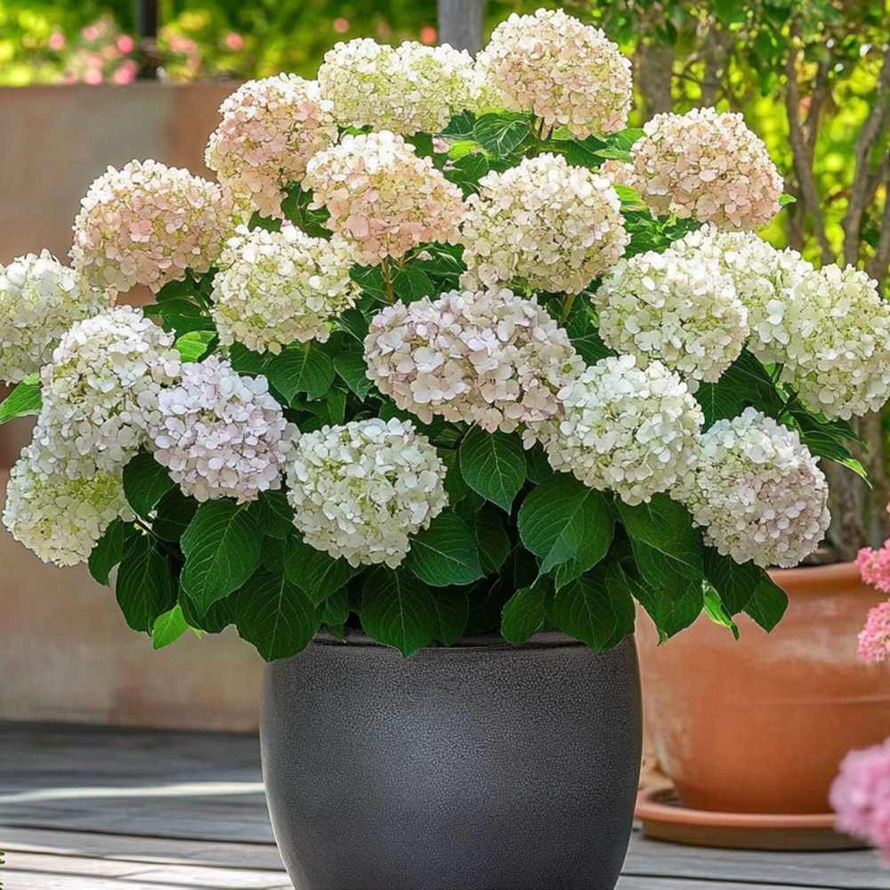 Hortensia Candybelle Marshmallow, flori mari roz-alb pastelate, rezistenta la ger