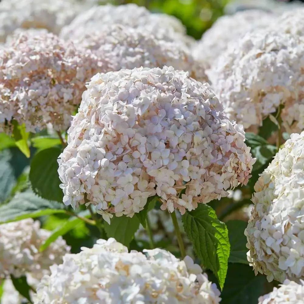 Hortensia Candybelle Marshmallow, flori mari roz-alb pastelate, rezistenta la ger