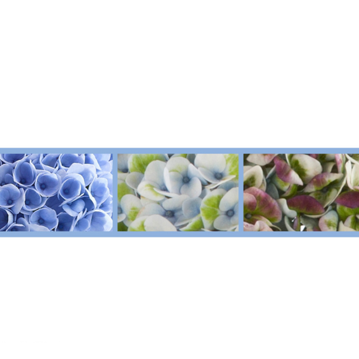Hortensie macrophylla Magical Evolution blue, flori albastre spectaculoase cu nuante schimbatoare