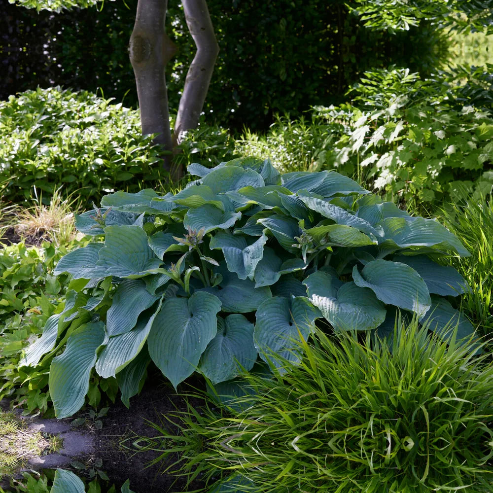 Crin de Toamna (Hosta Hybrid) Blue Angel, hosta gigantica cu frunze albastre pentru umbra