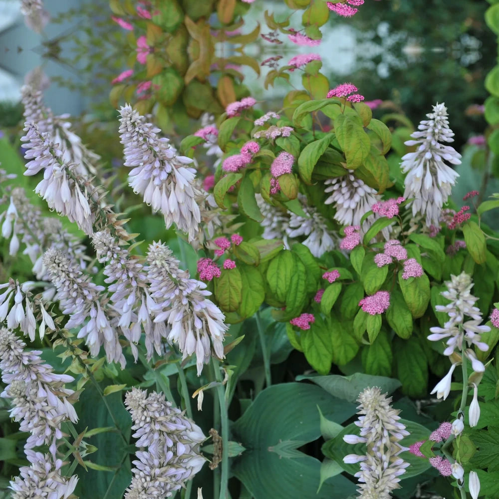 Crin de Toamna (Hosta Hybrid) Blue Angel, hosta gigantica cu frunze albastre pentru umbra