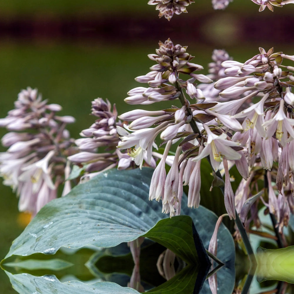 Crin de Toamna (Hosta Hybrid) Blue Angel, hosta gigantica cu frunze albastre pentru umbra