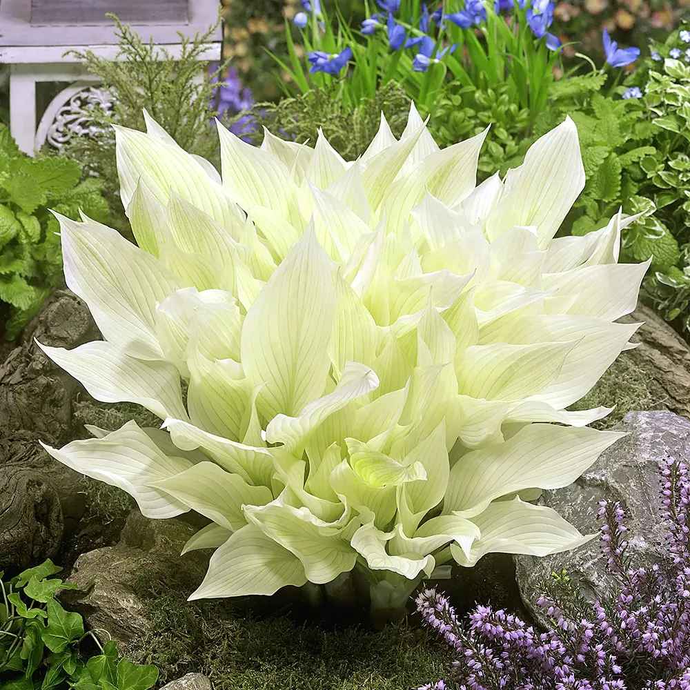 Crin de Toamna (Hosta) White Feather, frunzis urias cu frunzis alb spectaculos, planta perena pentru umbra si semiumbra