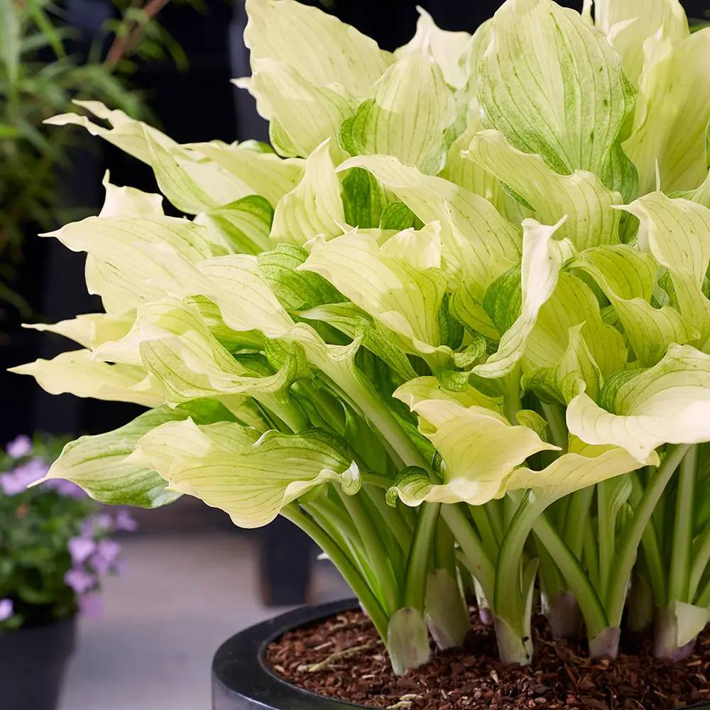 Crin de Toamna (Hosta) White Feather, frunzis urias cu frunzis alb spectaculos, planta perena pentru umbra si semiumbra