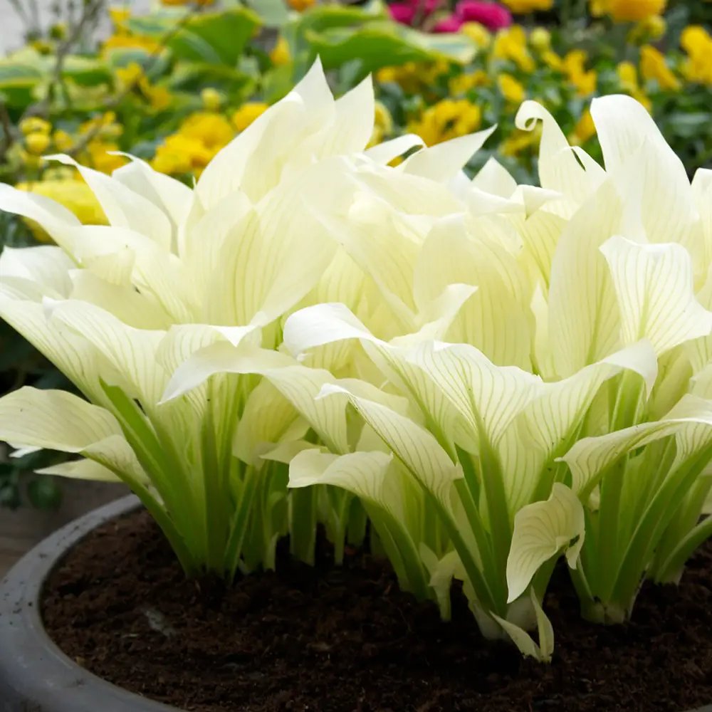 Crin de Toamna (Hosta) White Feather, frunzis urias cu frunzis alb spectaculos, planta perena pentru umbra si semiumbra