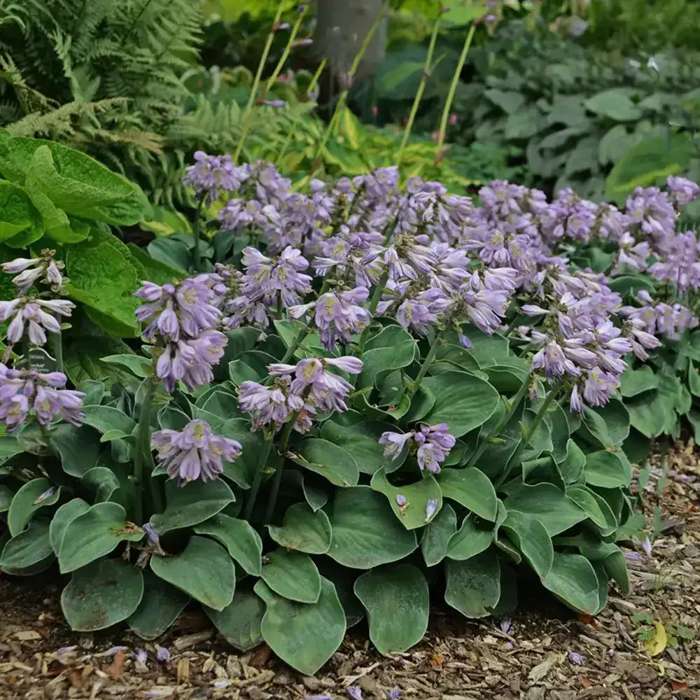 Crin de Toamna (Hosta) Blue Cadet, planta perena cu frunze albastre si flori mov