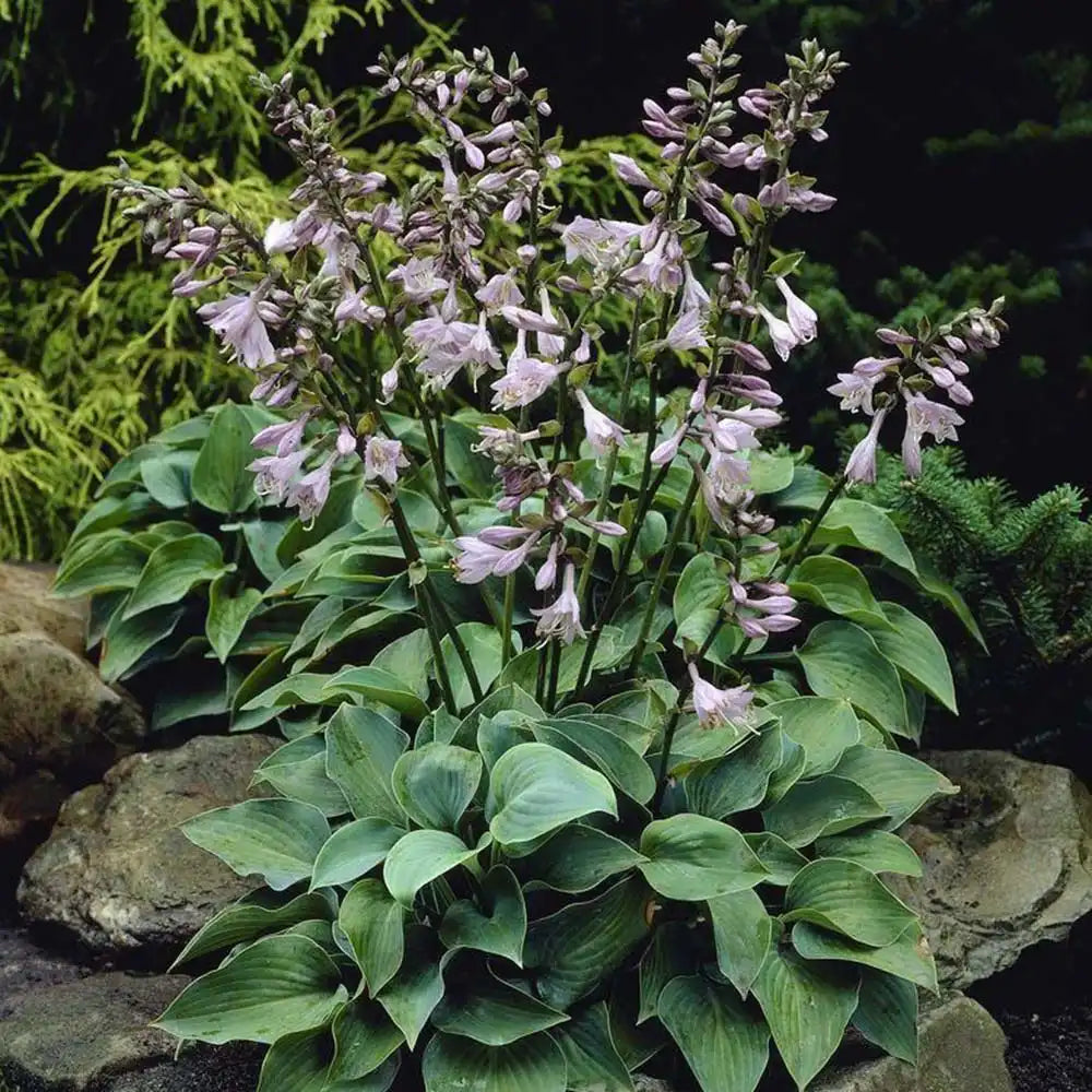 Crin de Toamna (Hosta) Blue Cadet, planta perena cu frunze albastre si flori mov